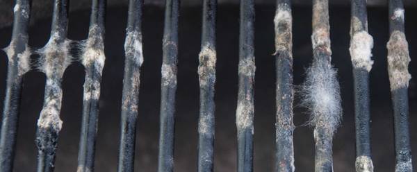 Mold in Your Grill: Is It Dangerous?